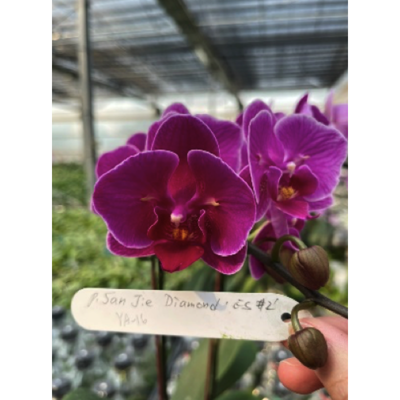 Орхiдея Phal. San Jie Diamond ES-2 метелик - купити, доставка Україна